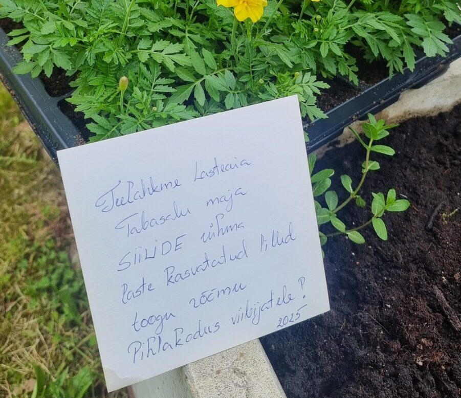 Maikuu viimasel nädalal käisid meil Tabasalu Pihlakodus külas tragid Teelahkme lasteaia Siilide rühma lapsed, kes aitasid õuekastidesse Miku talutoodete maitset